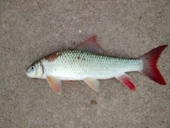 Moxostoma macrolepidotum