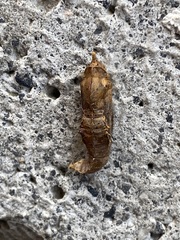 Leptophobia aripa