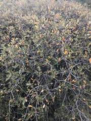 Quercus × acutidens