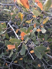 Quercus × acutidens