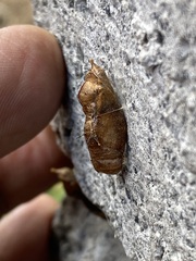 Leptophobia aripa