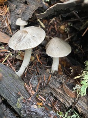 Coprinopsis uliginicola