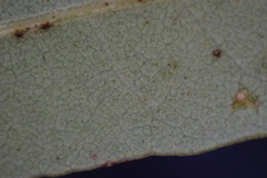 Quercus × acutidens