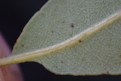 Quercus × acutidens
