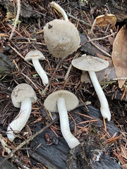 Coprinopsis uliginicola