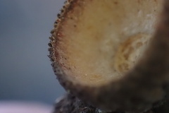 Quercus × acutidens