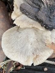 Coprinopsis uliginicola