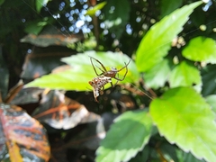Micrathena lucasi