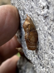 Leptophobia aripa