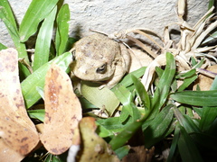 Sclerophrys pusilla