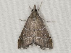 Aethiophysa extorris