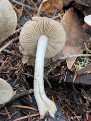 Coprinopsis uliginicola