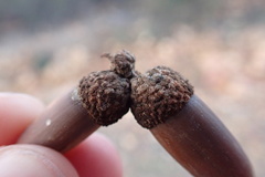 Quercus × acutidens