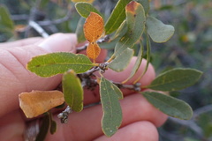 Quercus × acutidens