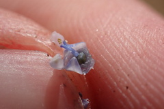 Ceanothus pendletonensis