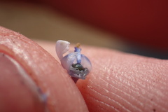 Ceanothus pendletonensis