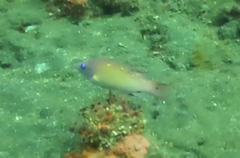 Halichoeres prosopeion