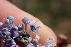 Ceanothus pendletonensis