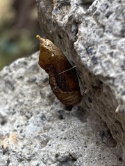 Leptophobia aripa