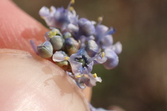 Ceanothus pendletonensis