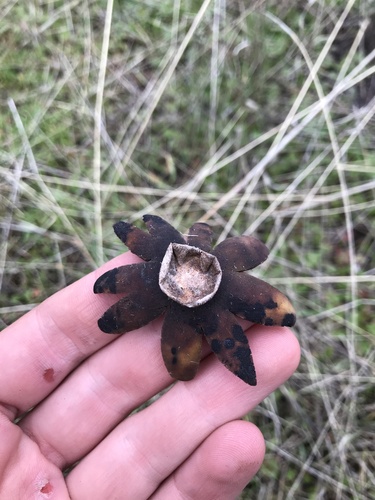 iNaturalist observation photo of Barometer Earthstars