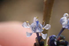 Ceanothus pendletonensis