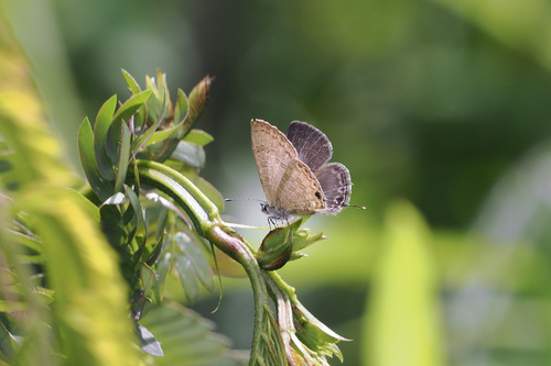 Common Line Blue photo 6