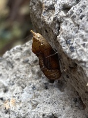 Leptophobia aripa