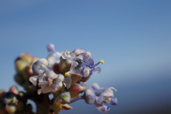 Ceanothus pendletonensis