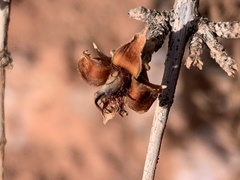Coleogyne ramosissima