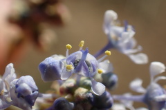 Ceanothus pendletonensis