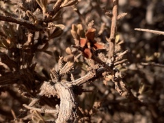 Coleogyne ramosissima