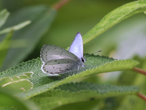 Udara toxopeusi