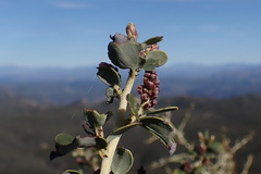 Ceanothus pendletonensis