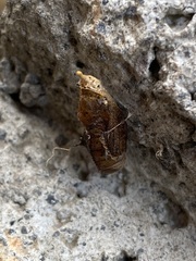 Leptophobia aripa