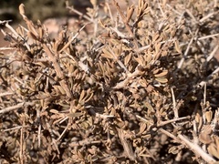 Coleogyne ramosissima