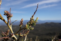 Ceanothus pendletonensis