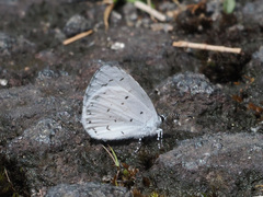 Udara akasa