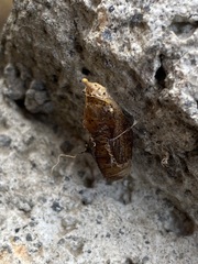Leptophobia aripa