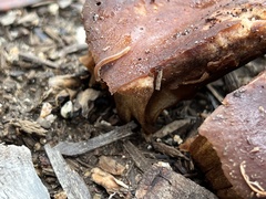 Blaniulidae