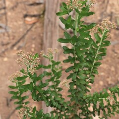 Ozothamnus cuneifolius