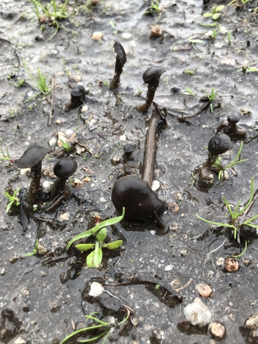 iNaturalist observation photo of Basidiomycete Fungi