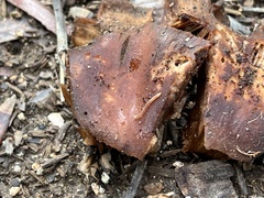 Blaniulidae