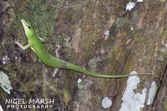 Lamprolepis smaragdina