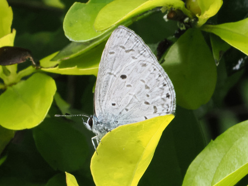 Plain Hedge Blue