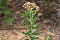 Ozothamnus cuneifolius