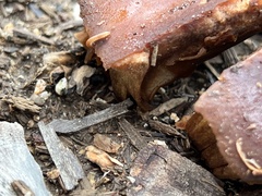 Blaniulidae