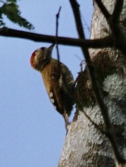 Dryobates passerinus