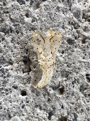 Leptophobia aripa