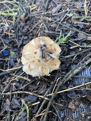 Coprinus calyptratus